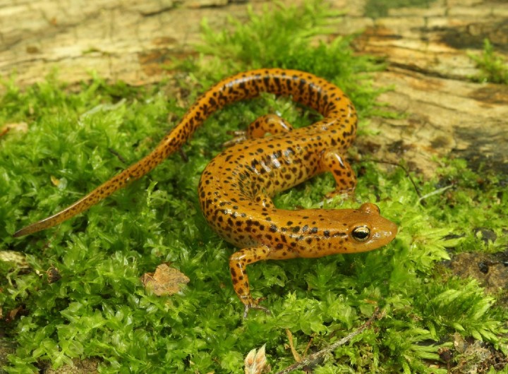 Longtail Salamander
